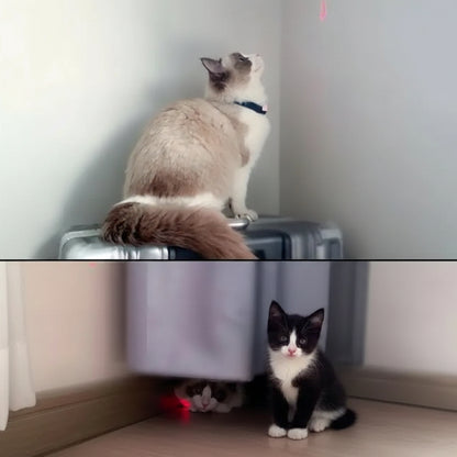 Two cats, one standing on a surface and the other sitting on a floor, with a red laser pointer toy.