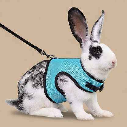 Rabbit wearing a blue harness and black leash on a white background