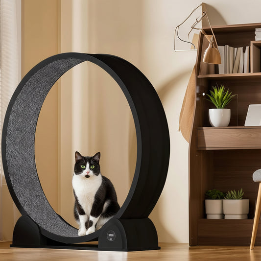 Cat lounging on a black and gray circular pet running wheel.