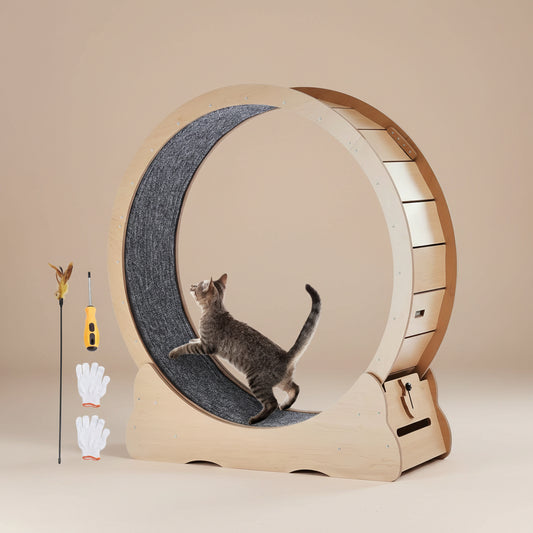 Cat exercise wheel with a cat inside, tools, and gloves on a white background
