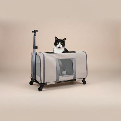 Pet carrier with a cat inside on a beige background