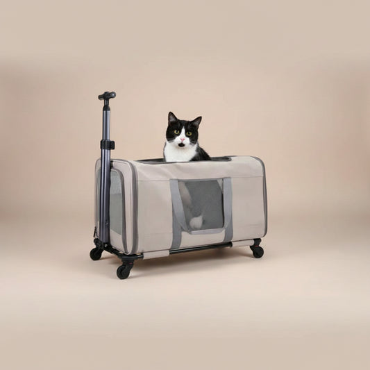 Pet carrier with a cat inside on a beige background