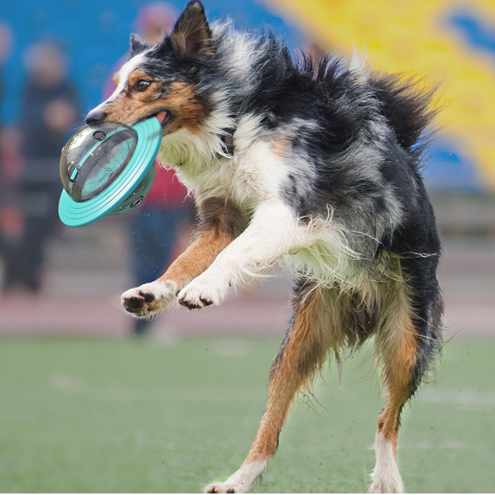Dog in mid-air with a blue frisbee in its mouth on a grassy field.