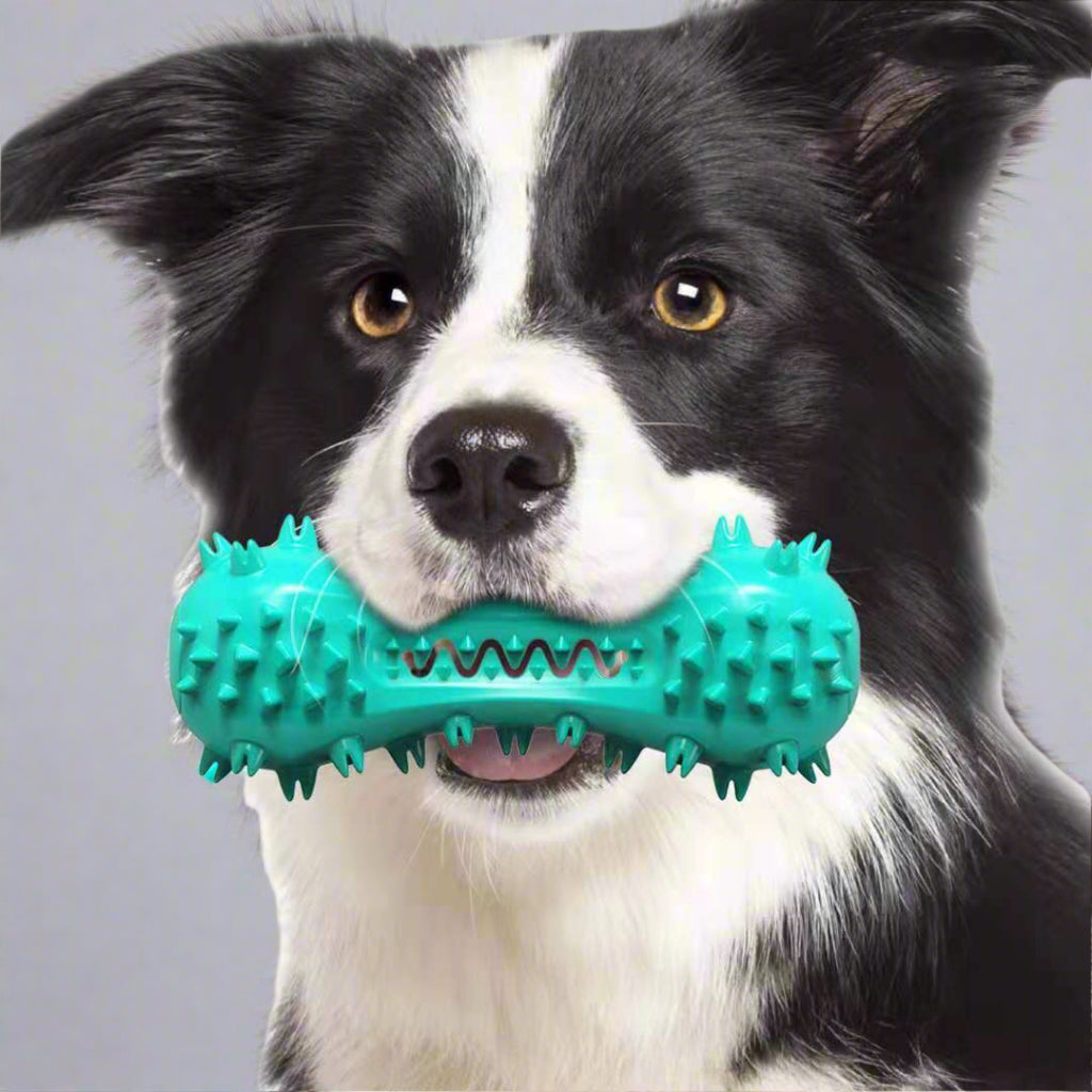 Dog holding a green rubber toy with spikes and teeth in its mouth.