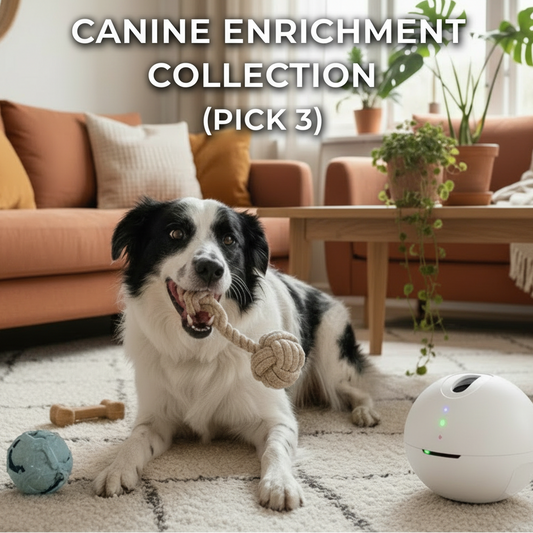 Dog playing with a toy in a living room with a couch and plants.
