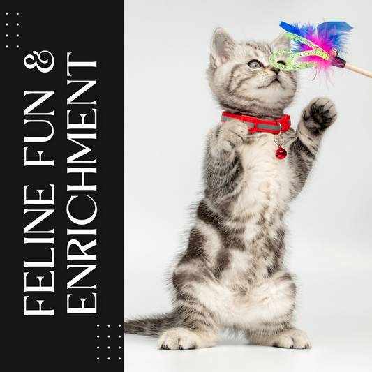 Feline Fun & Enrichment Bundle | 30+ Pieces for Indoor Entertainment | Must Love Pets (10% OFF)