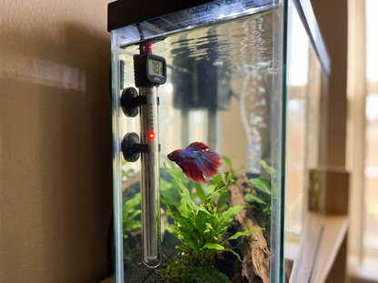 New Betta Parent Starter Collection  MustLovePets