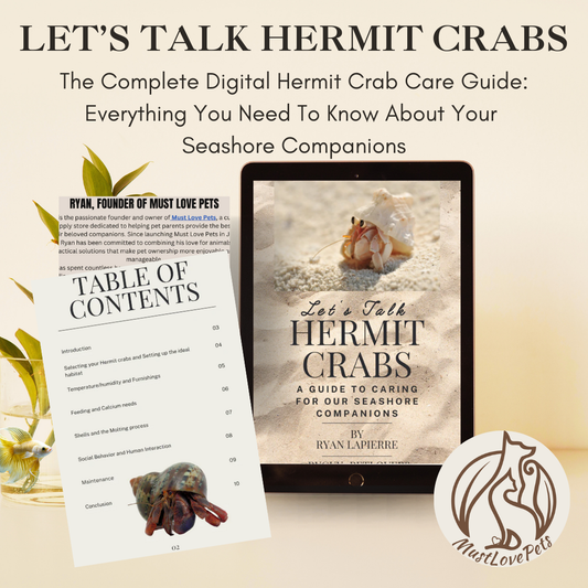 Let's Talk Hermit Crabs