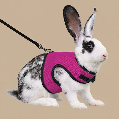 Rabbit wearing a pink harness and black leash on a white background
