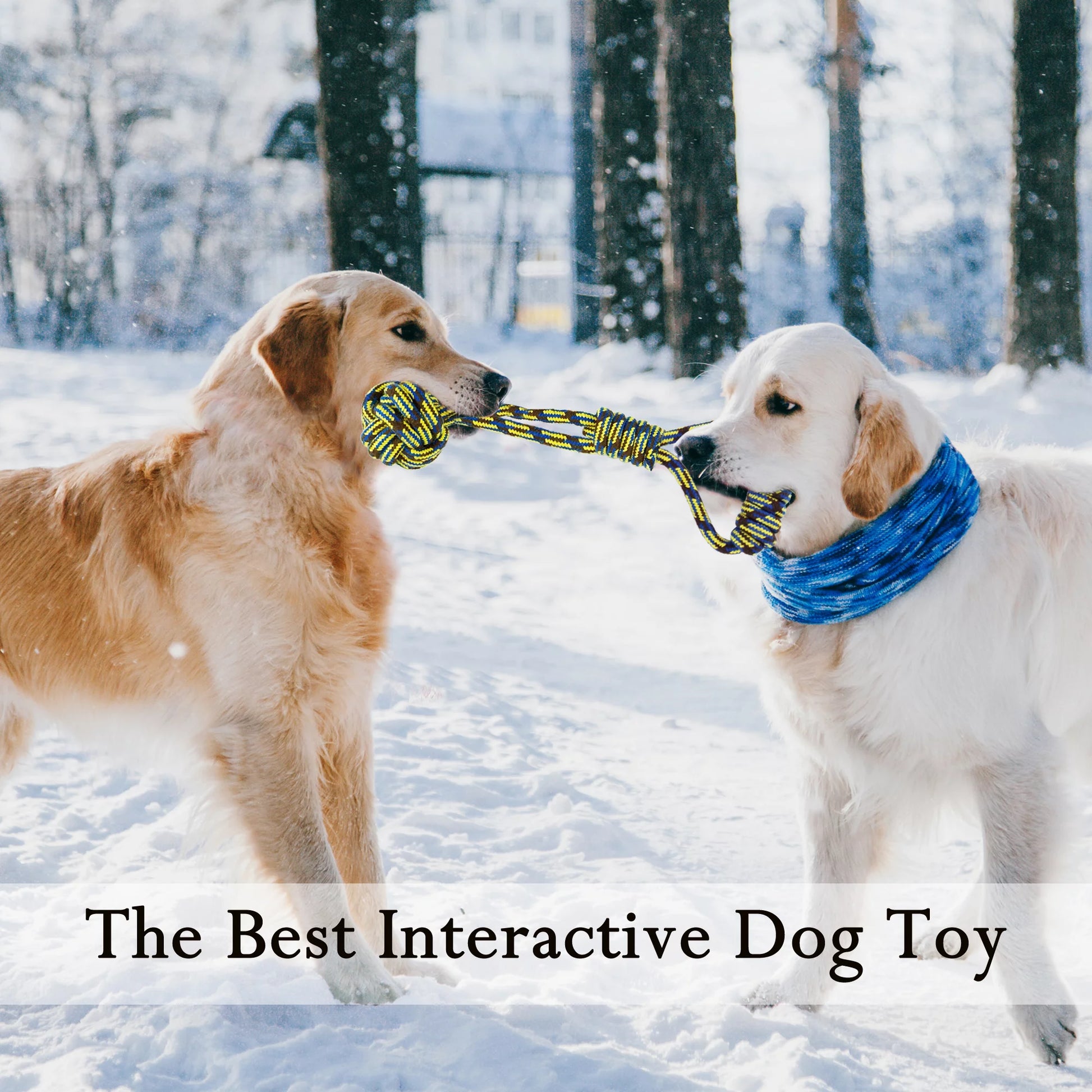 Picture of two dogs playing with the tug of war toy