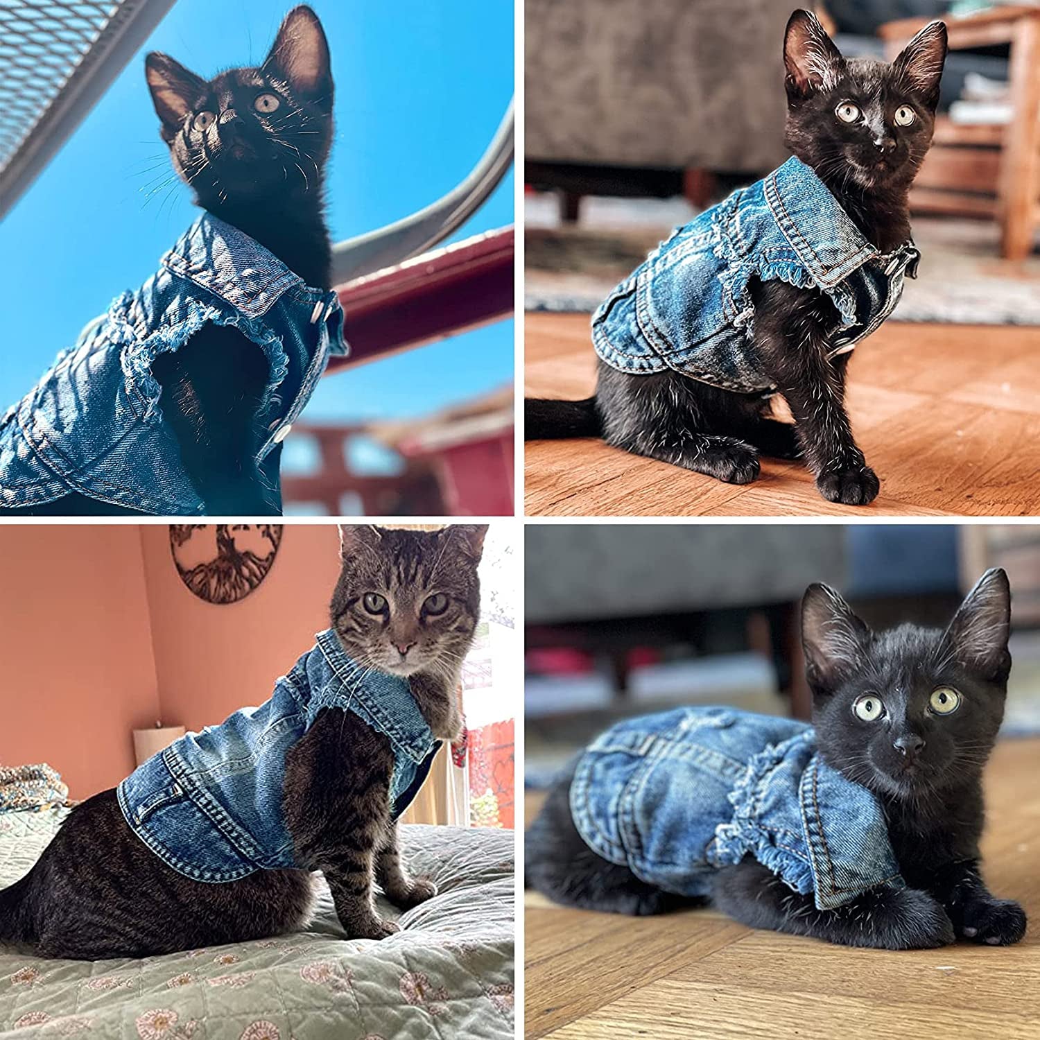 4 picture of cats wearing the jean jacket