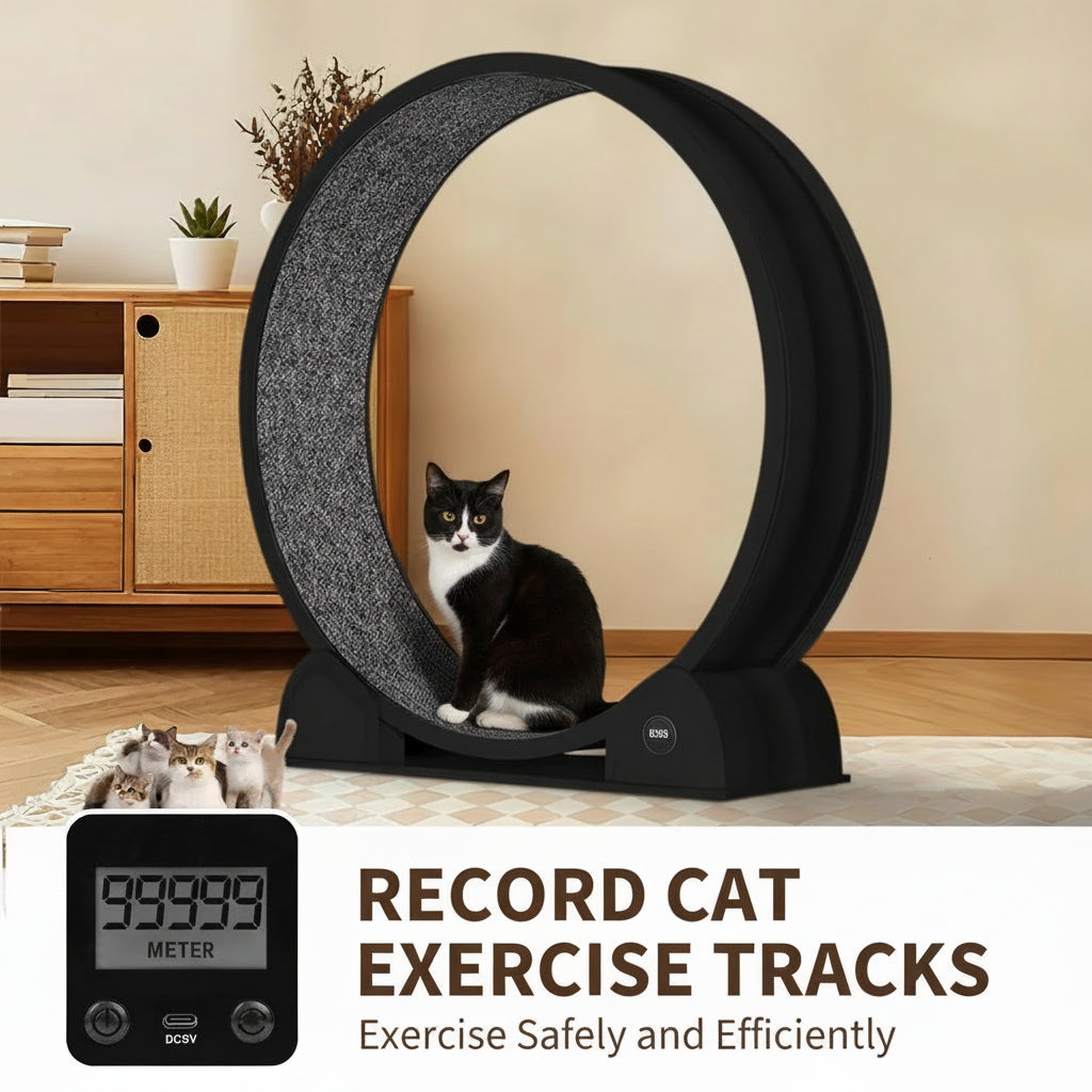 Cat exercise wheel with digital display in a home setting