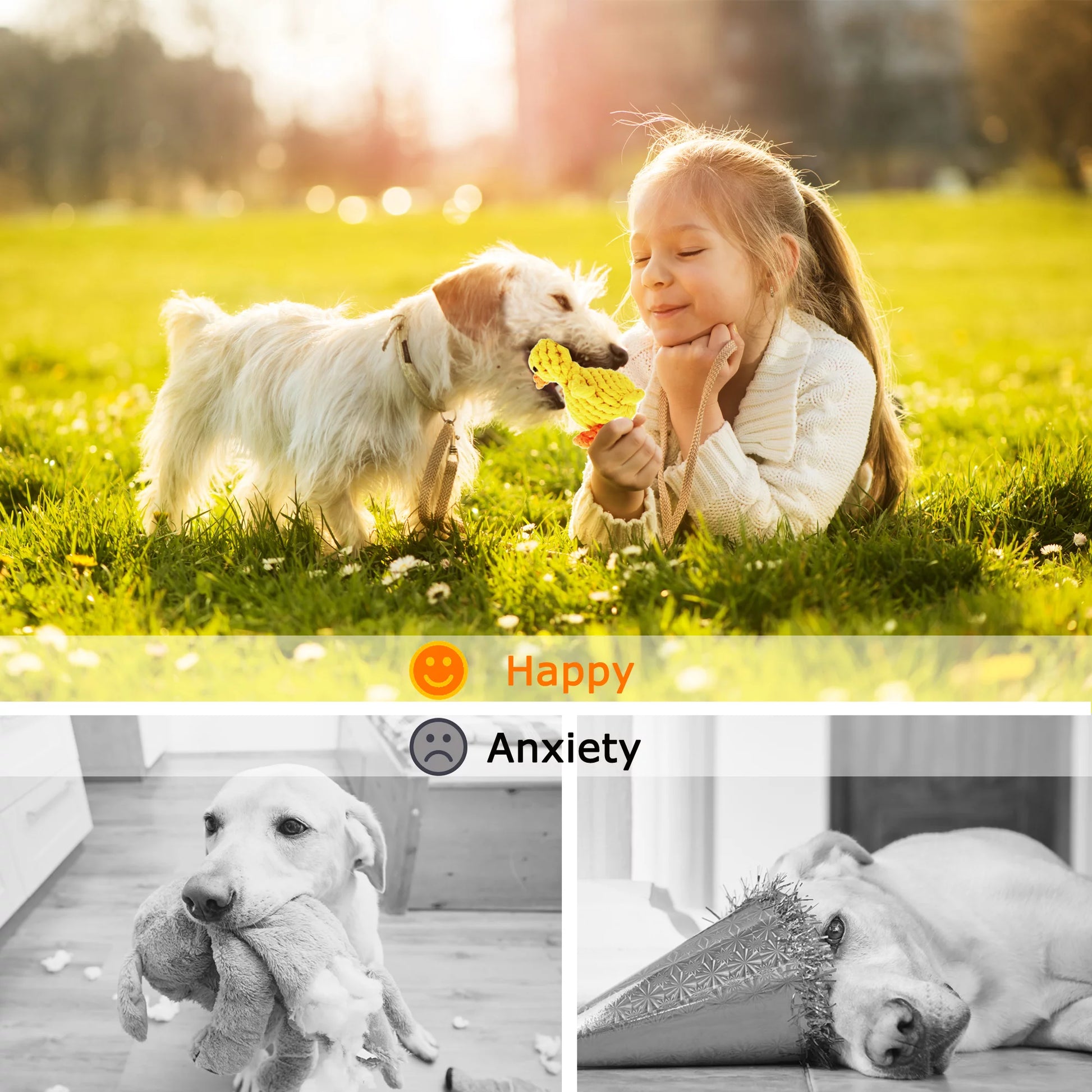 Pictures illustrating the difference between happy and anxious dogs