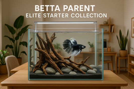 Betta fish in an aquarium with driftwood and stones on a wooden table, with text 'Betta Parent Elite Starter Collection' above.