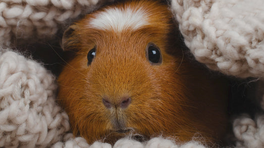 New Cavy Parent Starter Collection - Complete DIY C&C Cage System with Digital Guide & Essential Accessories