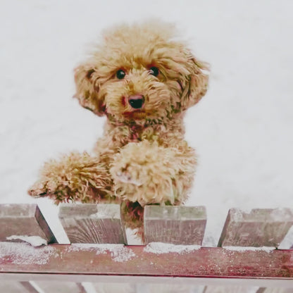 Canine Enrichment Collection