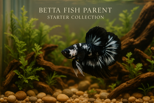 Betta fish in an aquarium with plants and rocks, labeled 'Betta Fish Parent Starter Collection'.