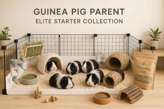 realistic image of C&C Cage System with several black and white long haired guinea pigs amongst many related products inside, Scandinavian minimalist design, plants, warm earth tones, natural elements, professional font "GUINEA PIG PARENT ELITE STARTER COLLECTION" overlay top and center