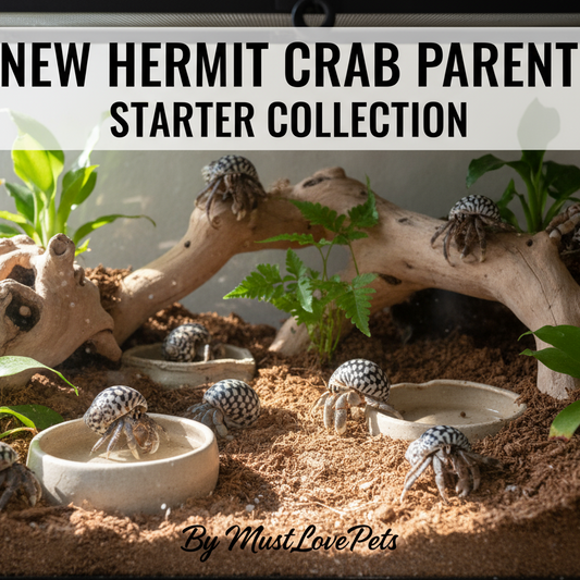Hermit crab habitat with plants and driftwood, featuring text about a new hermit crab parent starter collection.